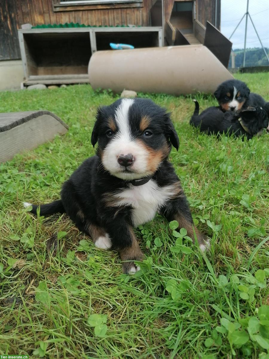 Bild 3: Reinrassige Berner Sennenhund Welpen