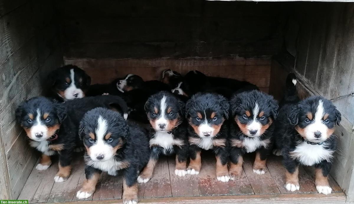 Bild 4: Reinrassige Berner Sennenhund Welpen