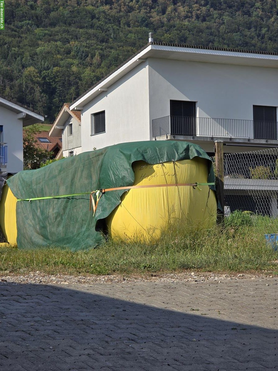 Rundballen Heulage zu verkaufen