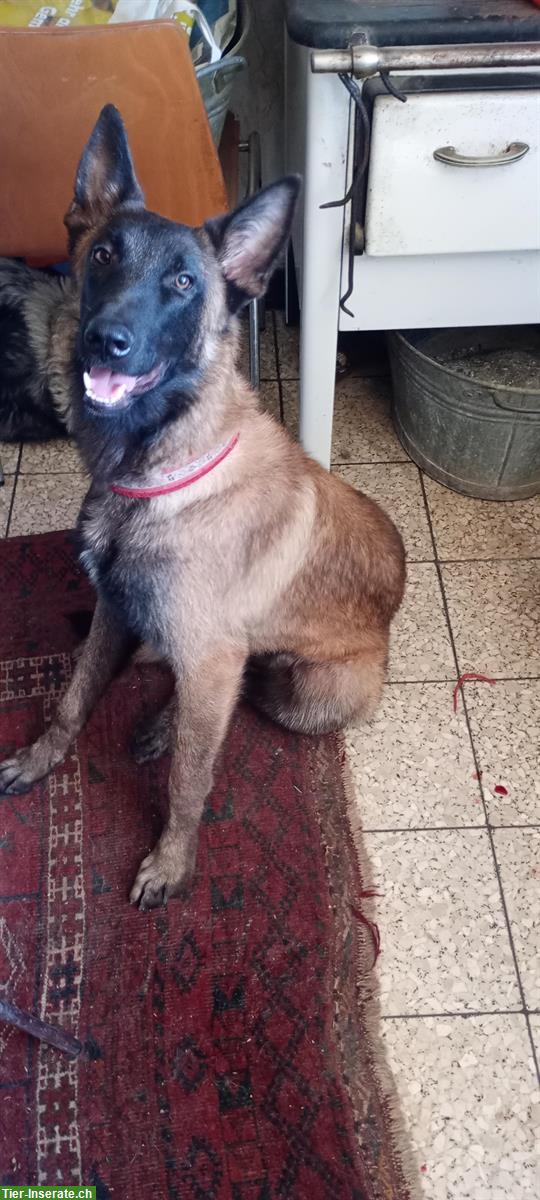 Junger Belgischer Schäferhund, Malinois Rüde