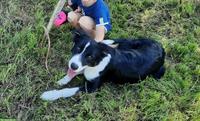 Jari, ein junger Border Collie Mischlingsrüde