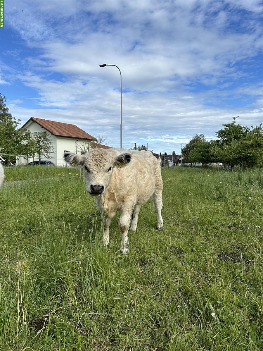 Galloway Jungstier zu verkaufen