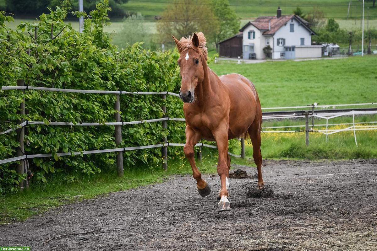 Reitanlage hat Auslauf- und Innenboxen zu vermieten