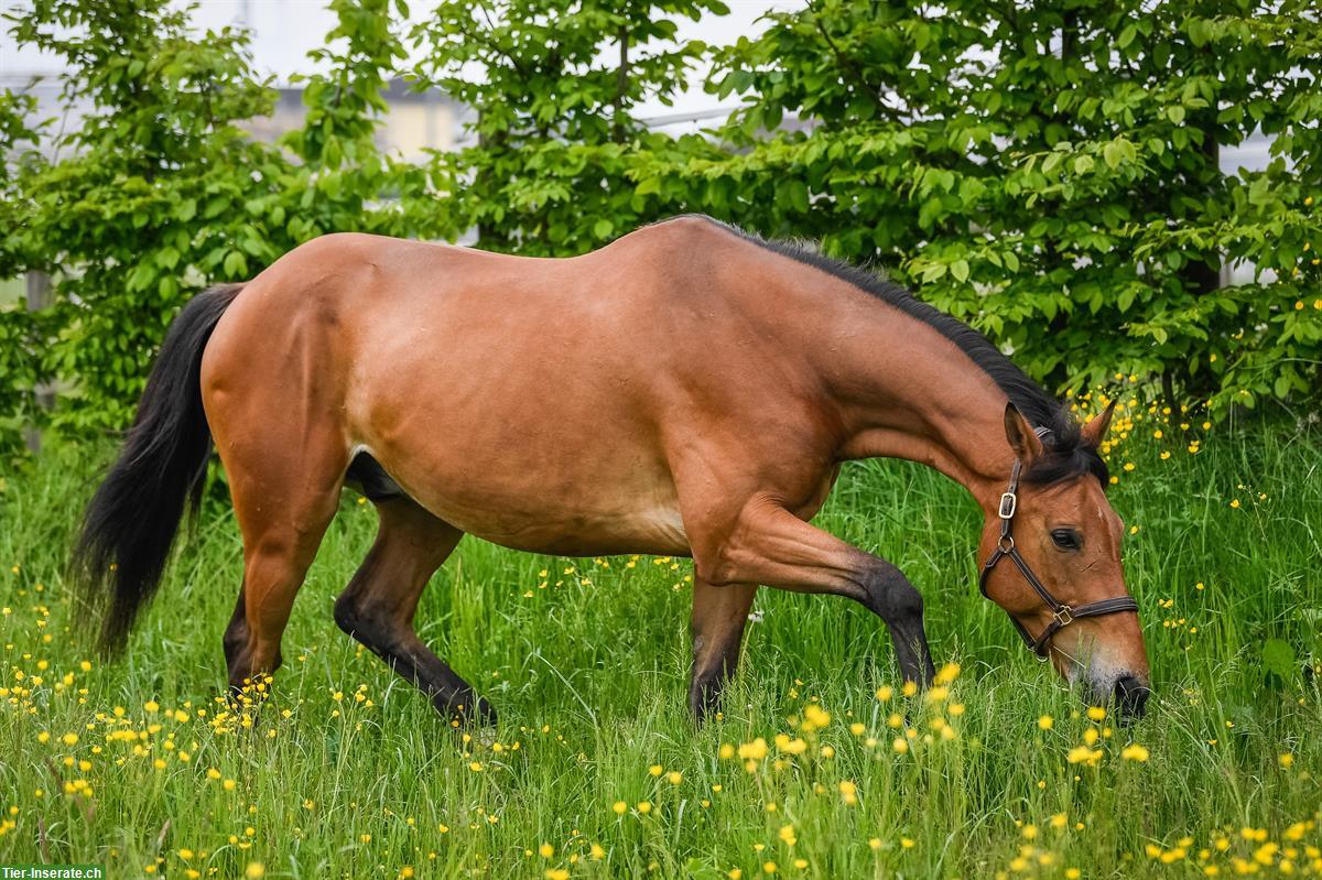 Bild 6: Reitanlage hat Auslauf- und Innenboxen zu vermieten