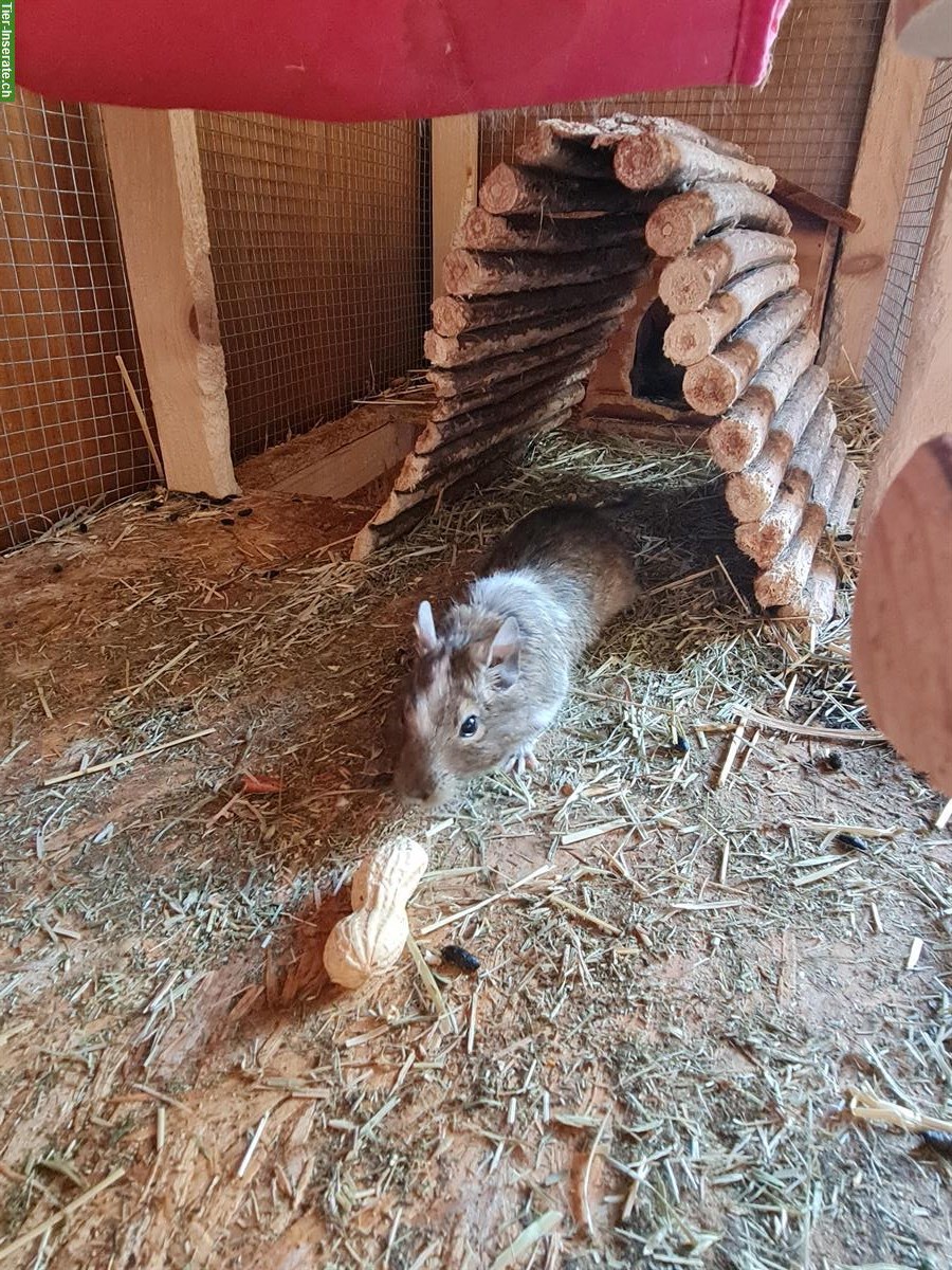 Bild 2: 2 Degu Männchen GRATIS abzugeben