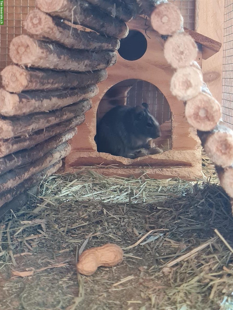 Bild 3: 2 Degu Männchen GRATIS abzugeben