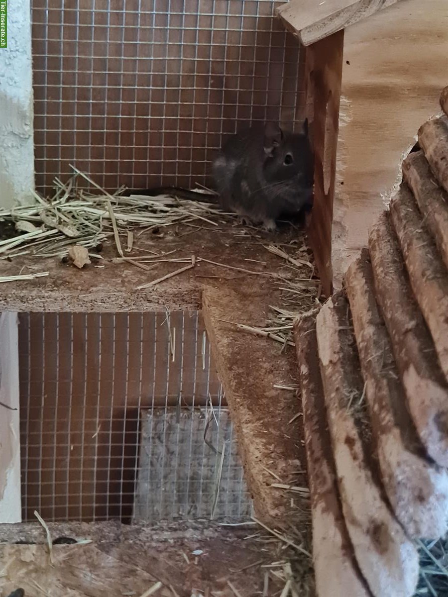 Bild 4: 2 Degu Männchen GRATIS abzugeben