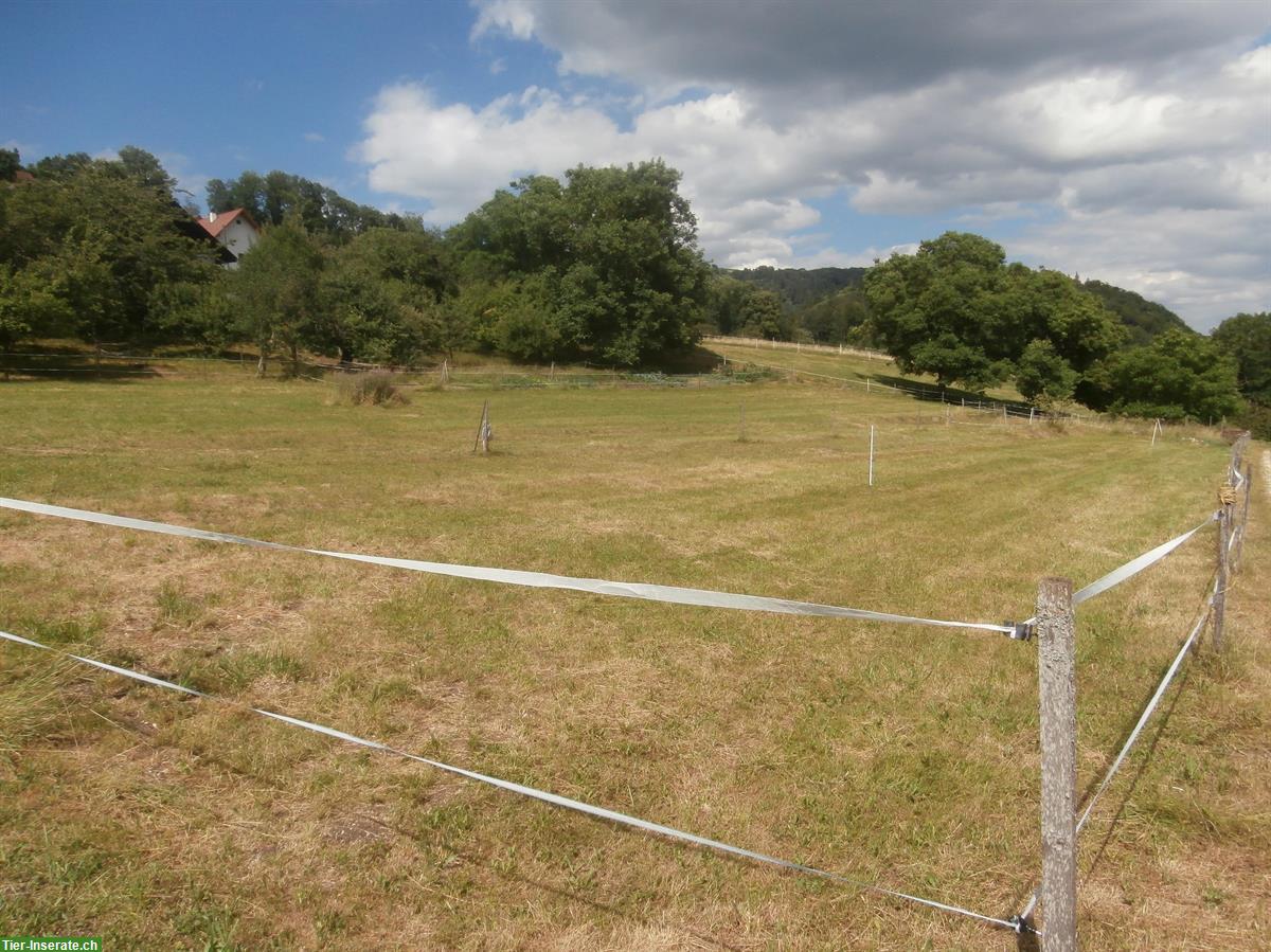 Bild 2: Bauernhaus, Wohnung / mit Stall & Weide zu vermieten