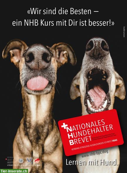 Bild 2: NHB Prüfung in Schachen LU: So. 20. Okt. Nationales Hundehalter Brevet