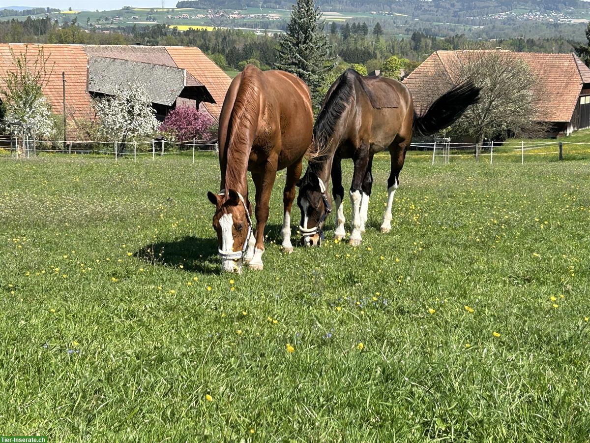 Bild 3: Spazier- und Pflegebeteiligung für Warmblut Stute