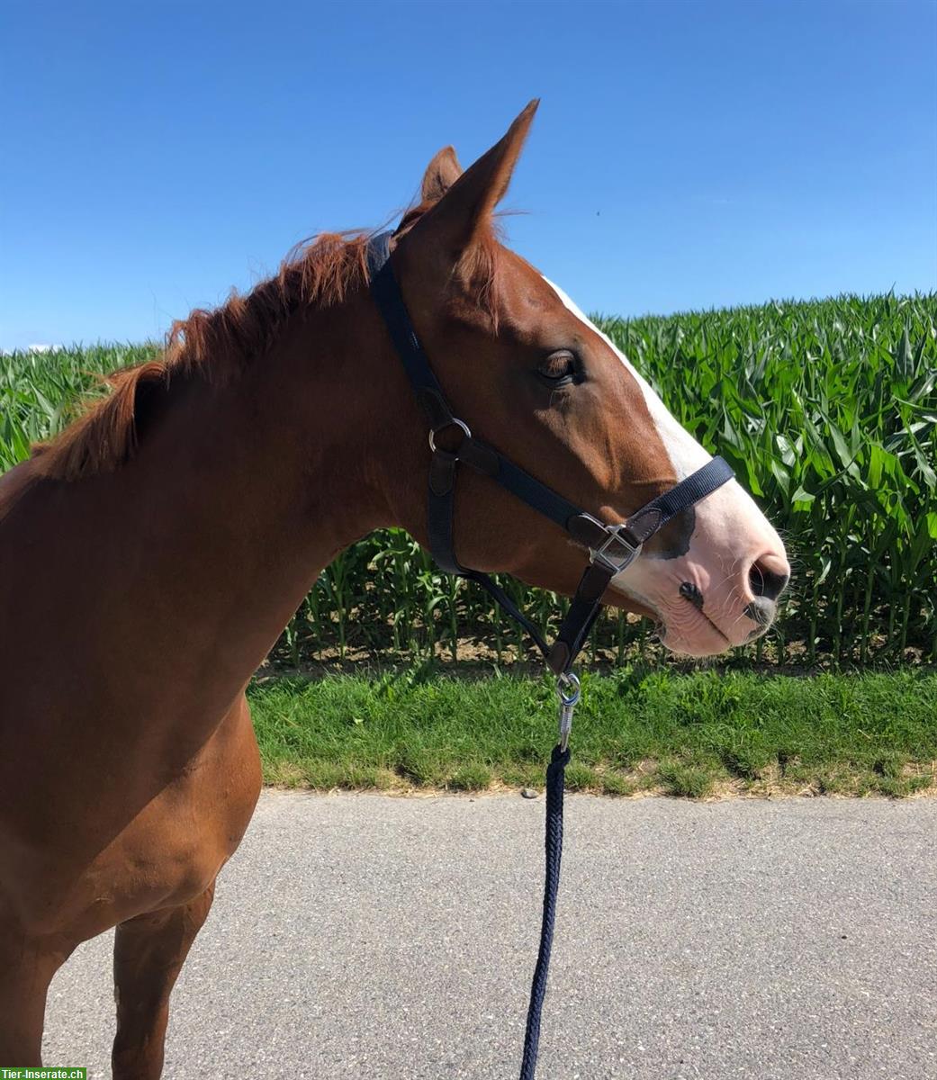 Bild 4: Spazier- und Pflegebeteiligung für Warmblut Stute