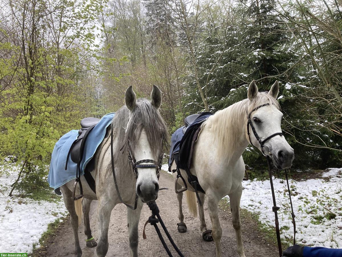 Reitbeteiligung für Jugendliche auf unseren Pferden & Ponys