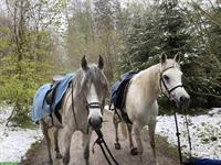 Reitbeteiligung für Jugendliche auf unseren Pferden & Ponys