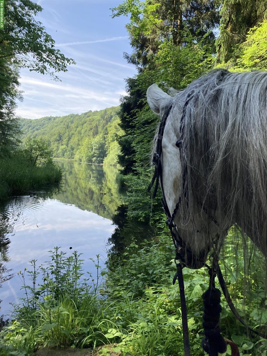 Bild 2: Reitbeteiligung für Jugendliche auf unseren Pferden & Ponys