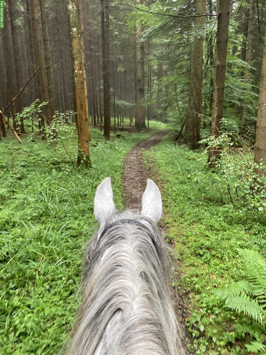 Bild 3: Reitbeteiligung für Jugendliche auf unseren Pferden & Ponys