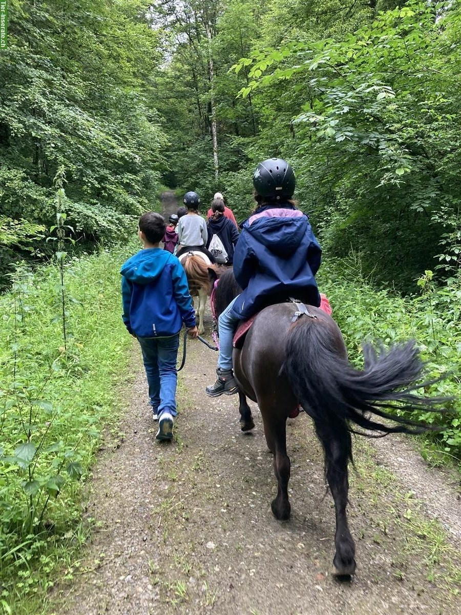 Bild 4: Reitbeteiligung für Jugendliche auf unseren Pferden & Ponys