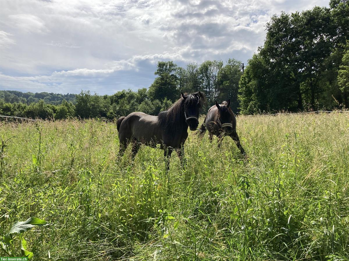 Bild 5: Reitbeteiligung für Jugendliche auf unseren Pferden & Ponys