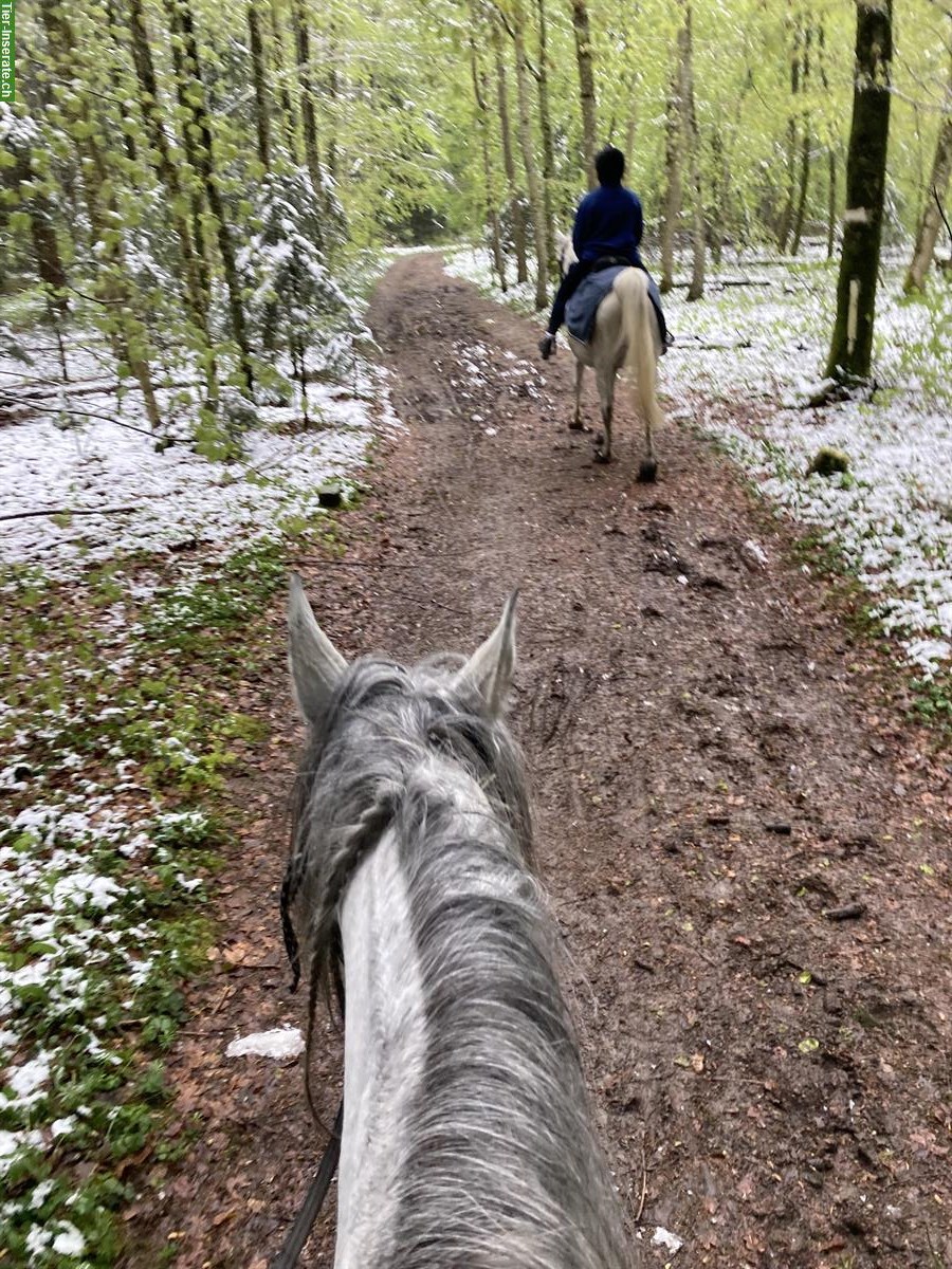 Bild 6: Reitbeteiligung für Jugendliche auf unseren Pferden & Ponys