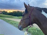 Biete Pflege-/Spazierbeteiligung in Berikon AG