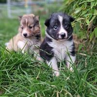 Süsse Sheltie Welpen sind bereit für die grosse Welt