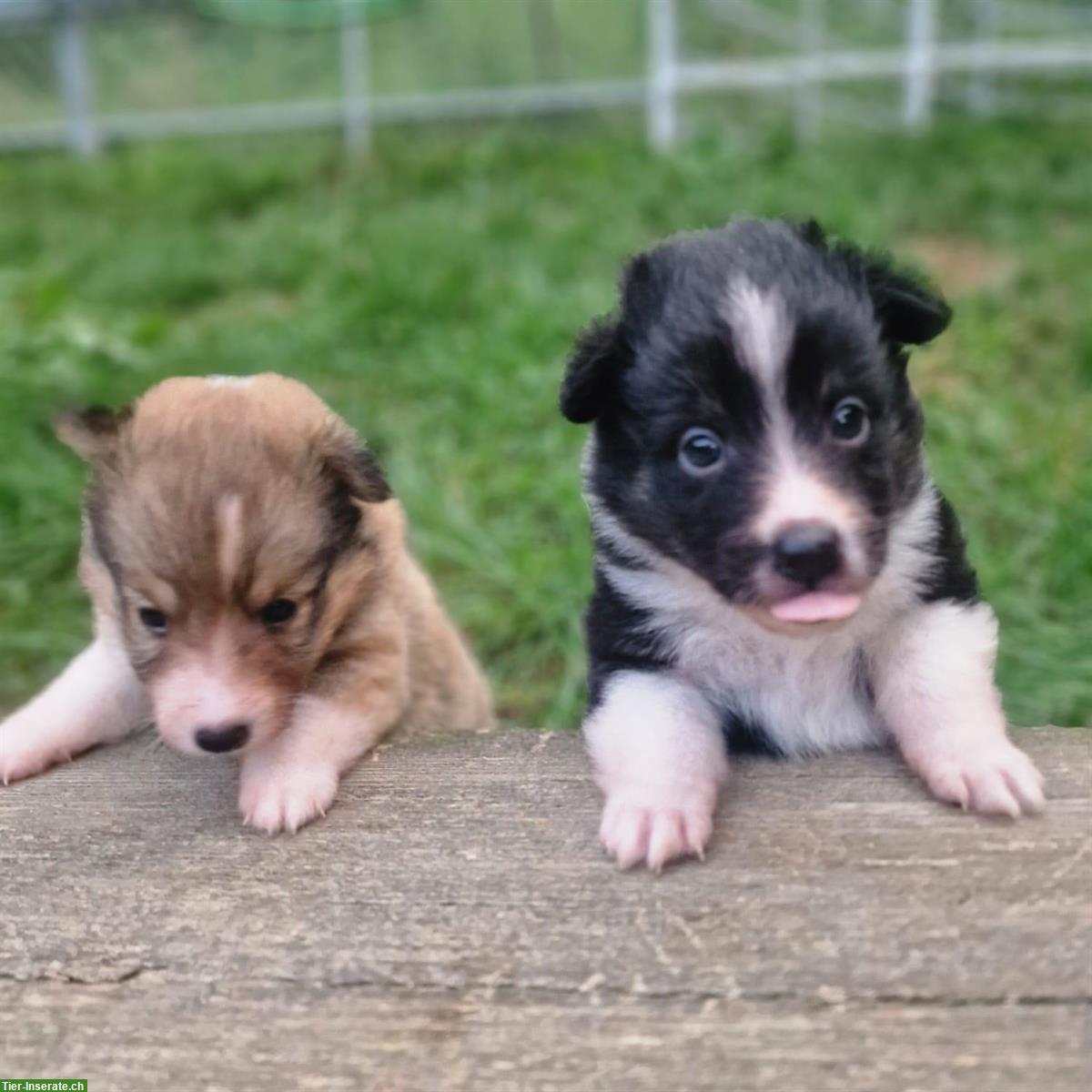 Bild 2: Süsse Sheltie Welpen sind bereit für die grosse Welt