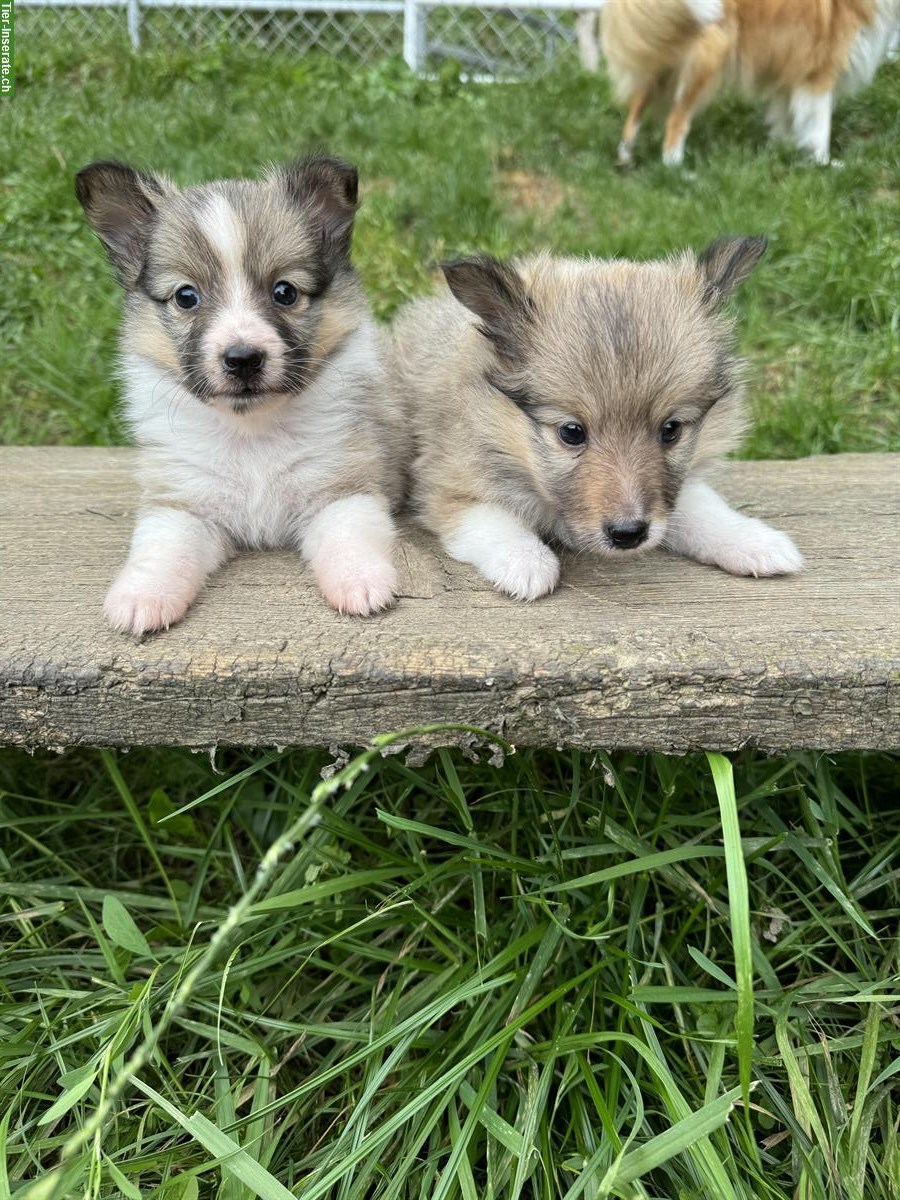 Bild 3: Süsse Sheltie Welpen sind bereit für die grosse Welt