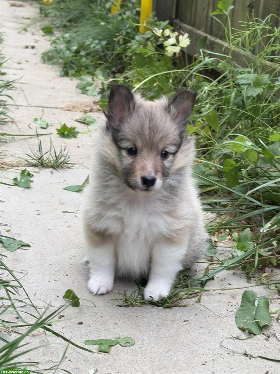 Bild 4: Süsse Sheltie Welpen sind bereit für die grosse Welt