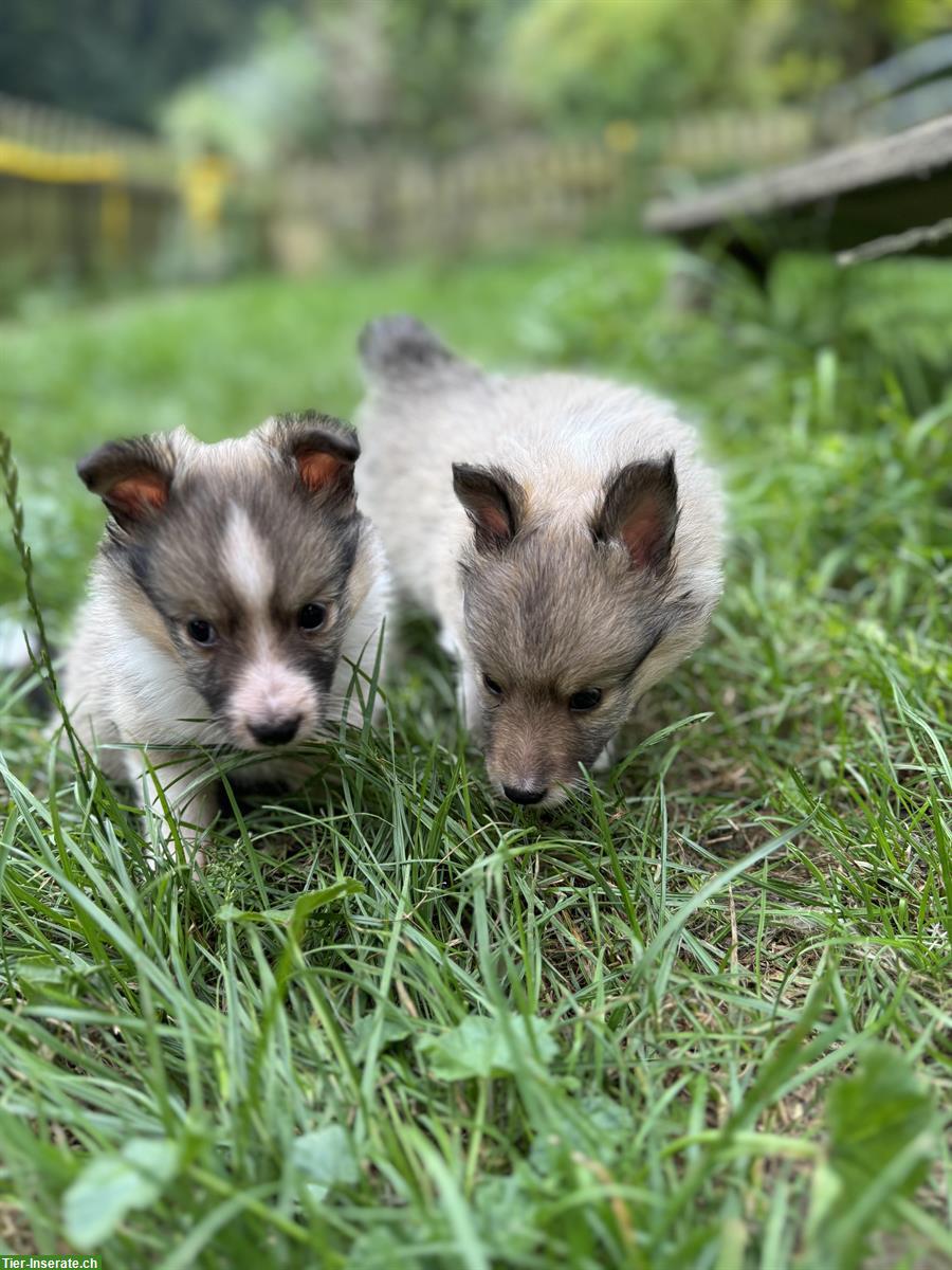 Bild 5: Süsse Sheltie Welpen sind bereit für die grosse Welt