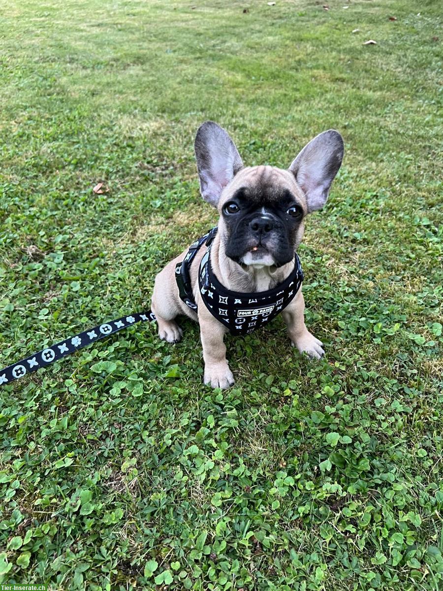 Bild 3: Französische Bulldogge Welpe, weiblich sucht Zuhause