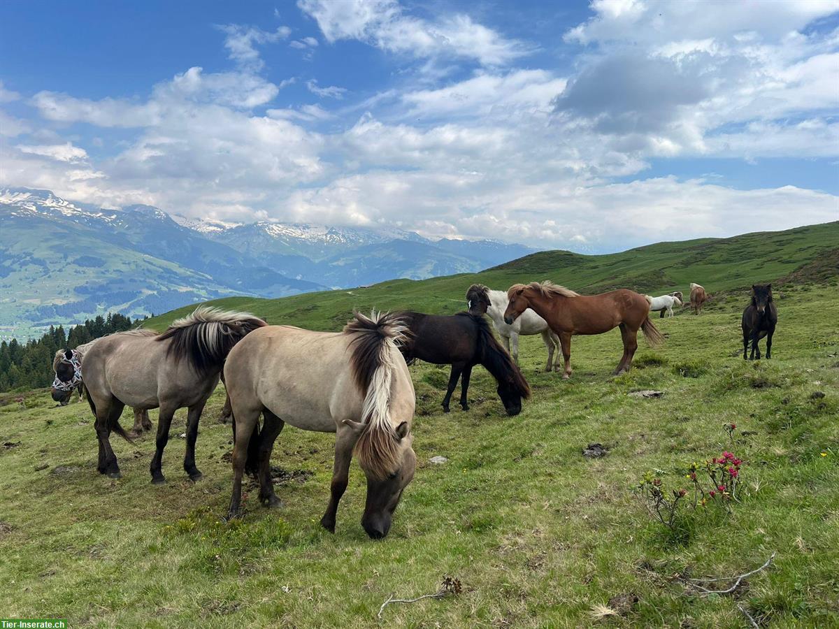 Bild 2: Islandpferde Stute als Reitbeteiligung, nähe Herzogenbuchsee