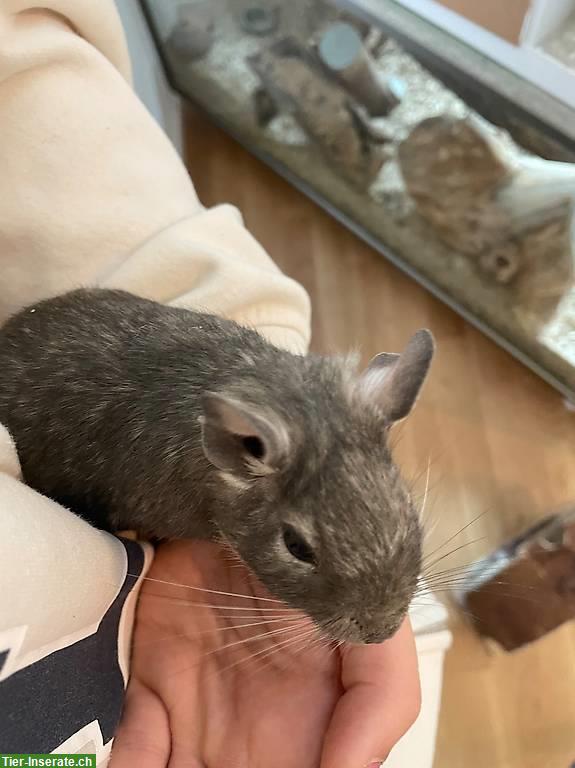 Degu Männchen sucht ein neues Zuhause