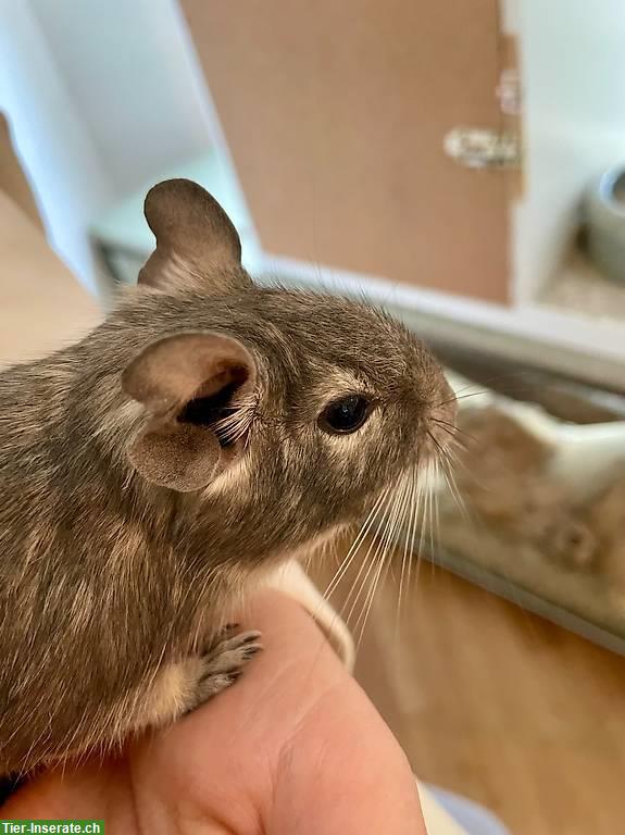 Bild 2: Degu Männchen sucht ein neues Zuhause