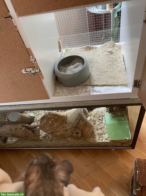 Bild 3: Degu Männchen sucht ein neues Zuhause