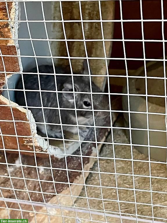 Bild 4: Degu Männchen sucht ein neues Zuhause