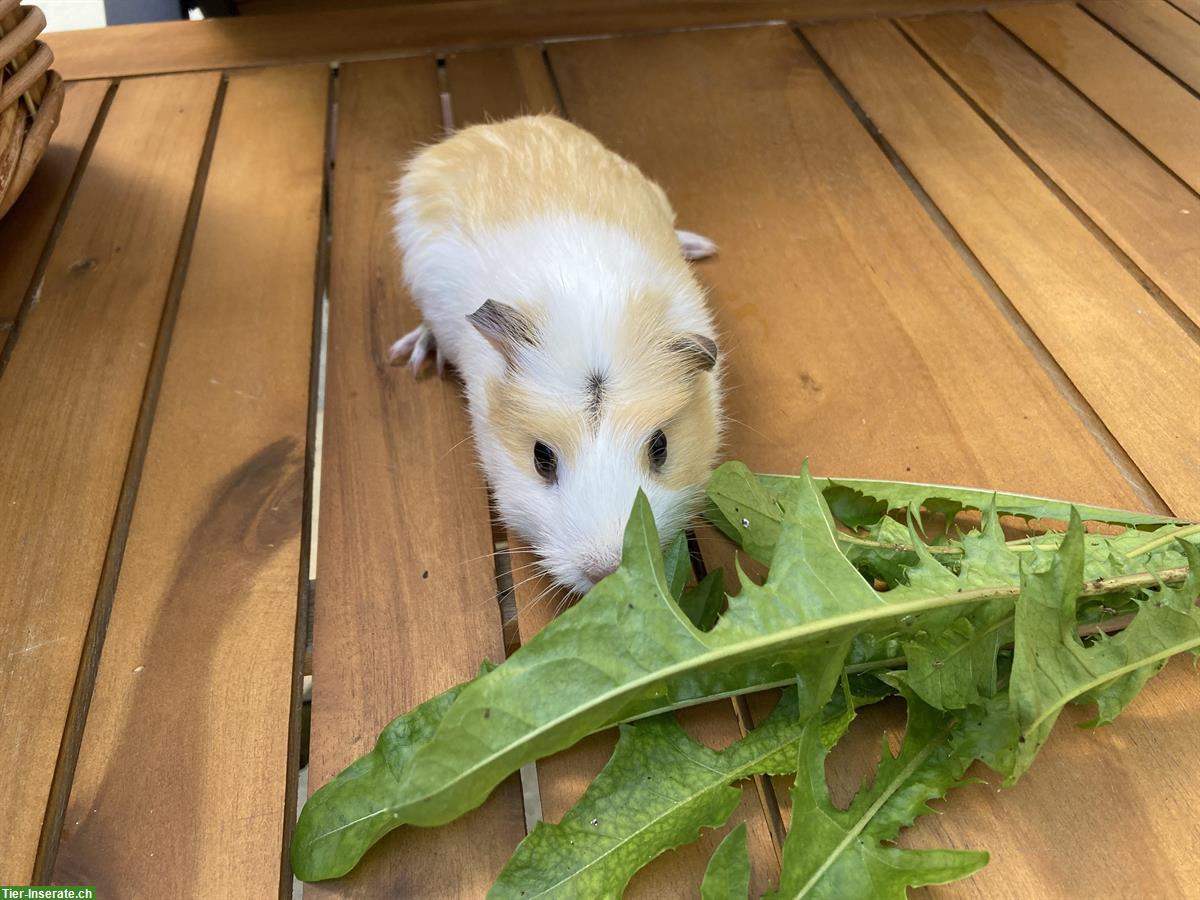 Bild 3: 6 unkastrierte Meerschweinchen Buben suchen Lebensplatz