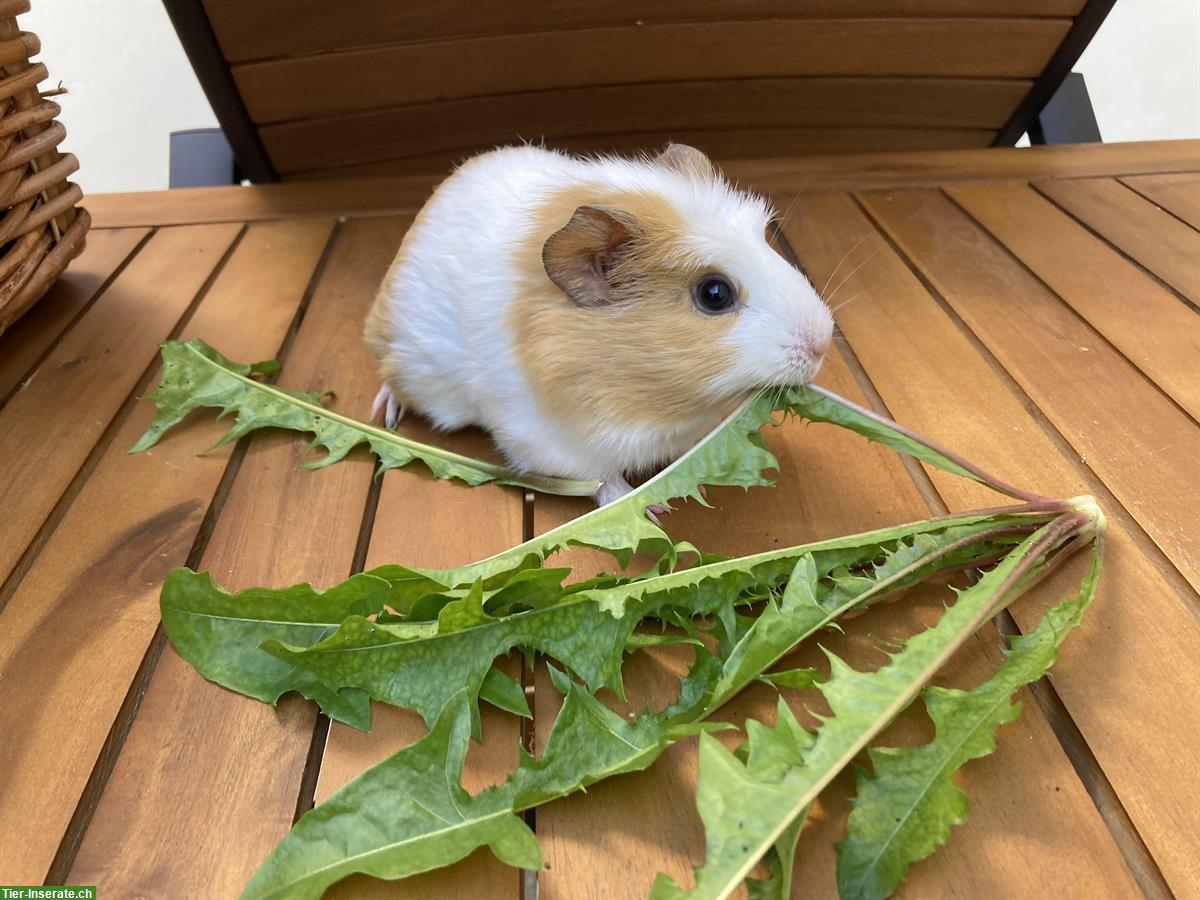 Bild 4: 6 unkastrierte Meerschweinchen Buben suchen Lebensplatz