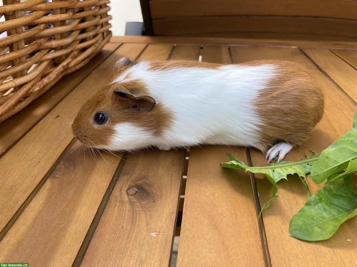 Bild 5: 6 unkastrierte Meerschweinchen Buben suchen Lebensplatz