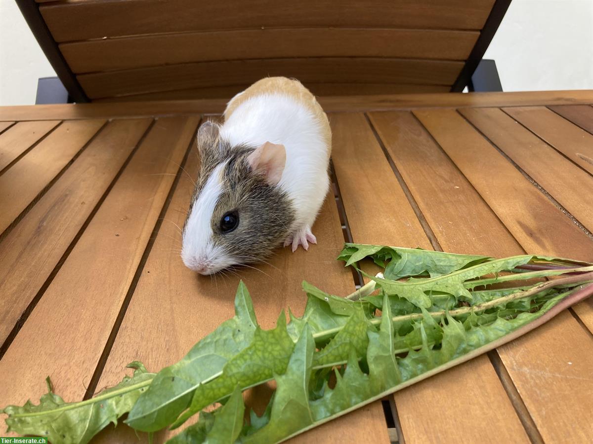 Bild 6: 6 unkastrierte Meerschweinchen Buben suchen Lebensplatz