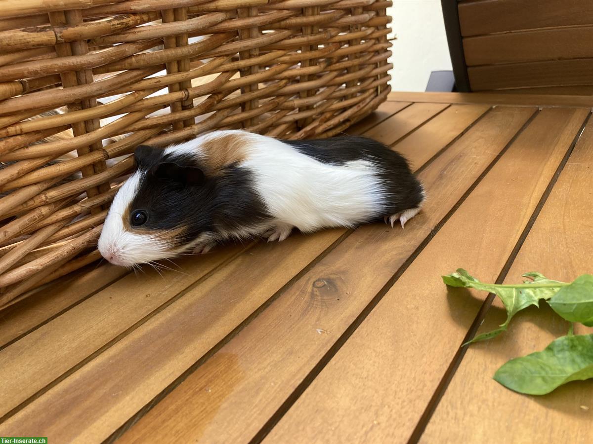 Bild 7: 6 unkastrierte Meerschweinchen Buben suchen Lebensplatz