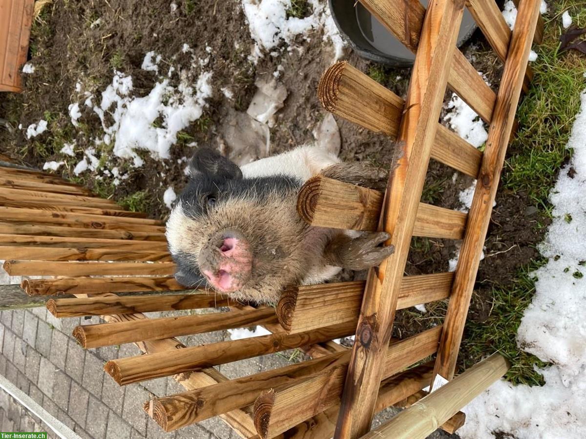 Bild 2: 2 süsse Minischweine suchen liebevolles Zuhause