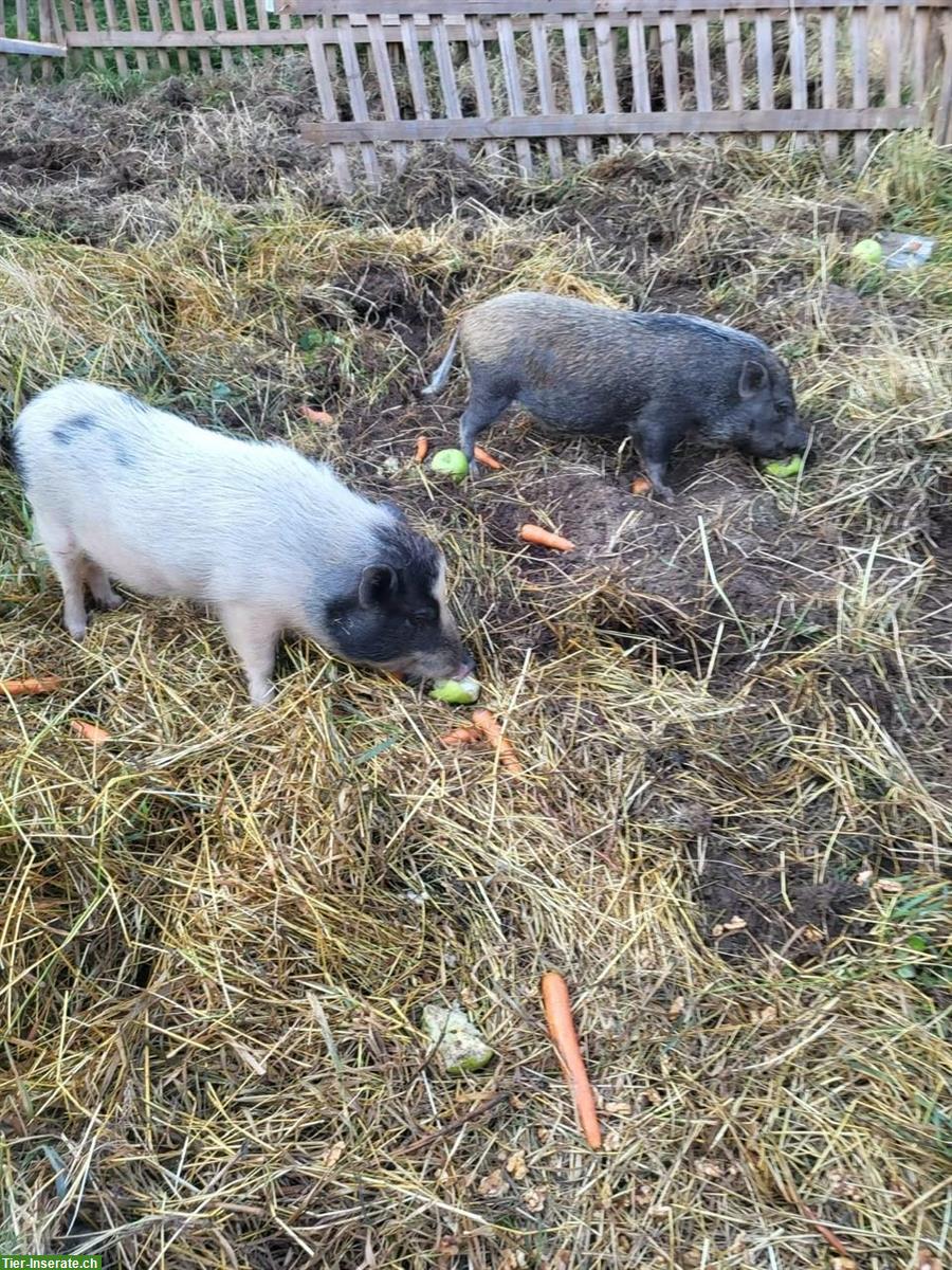 Bild 3: 2 süsse Minischweine suchen liebevolles Zuhause