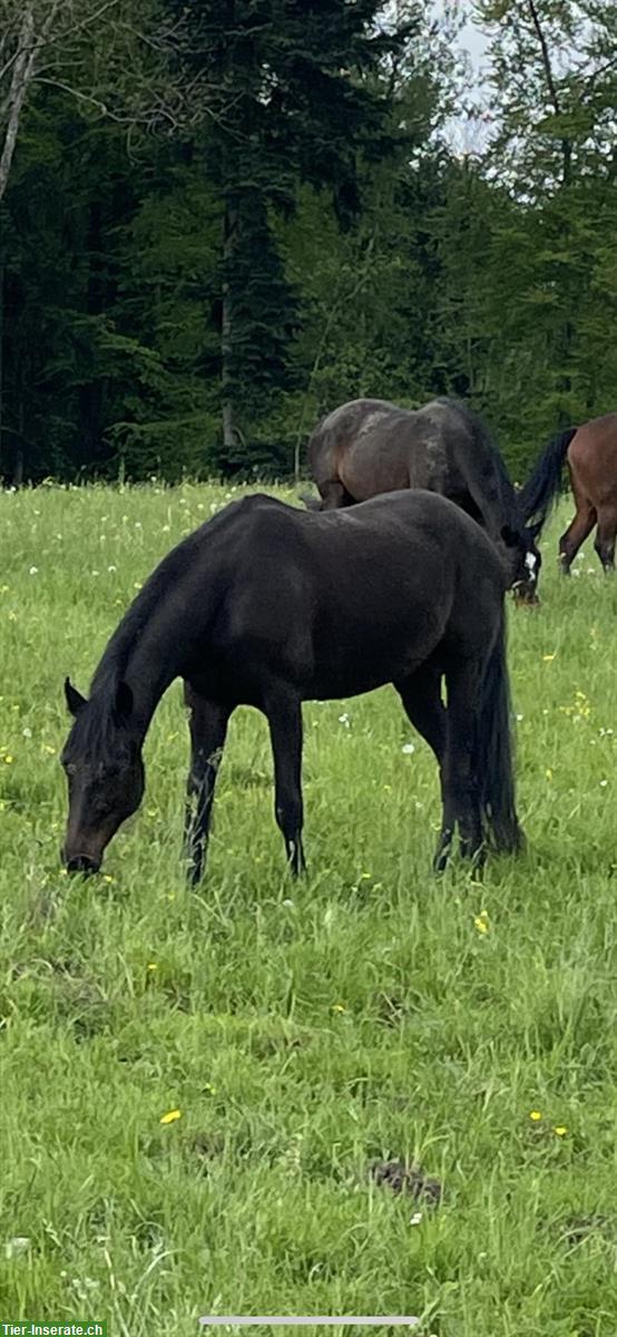 Bild 6: Traber (US) Vollblutstute, 11-jährig zu verkaufen