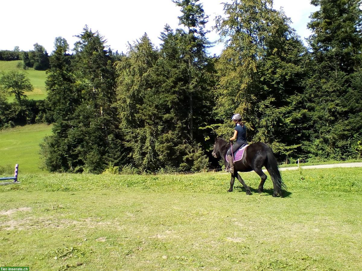 Bild 3: Reitbeteiligung auf Isländerstute, Steinhuserberg bei Wolhusen LU