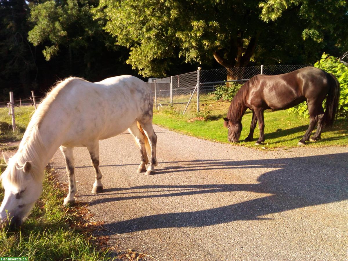 Bild 6: Reitbeteiligung auf Isländerstute, Steinhuserberg bei Wolhusen LU