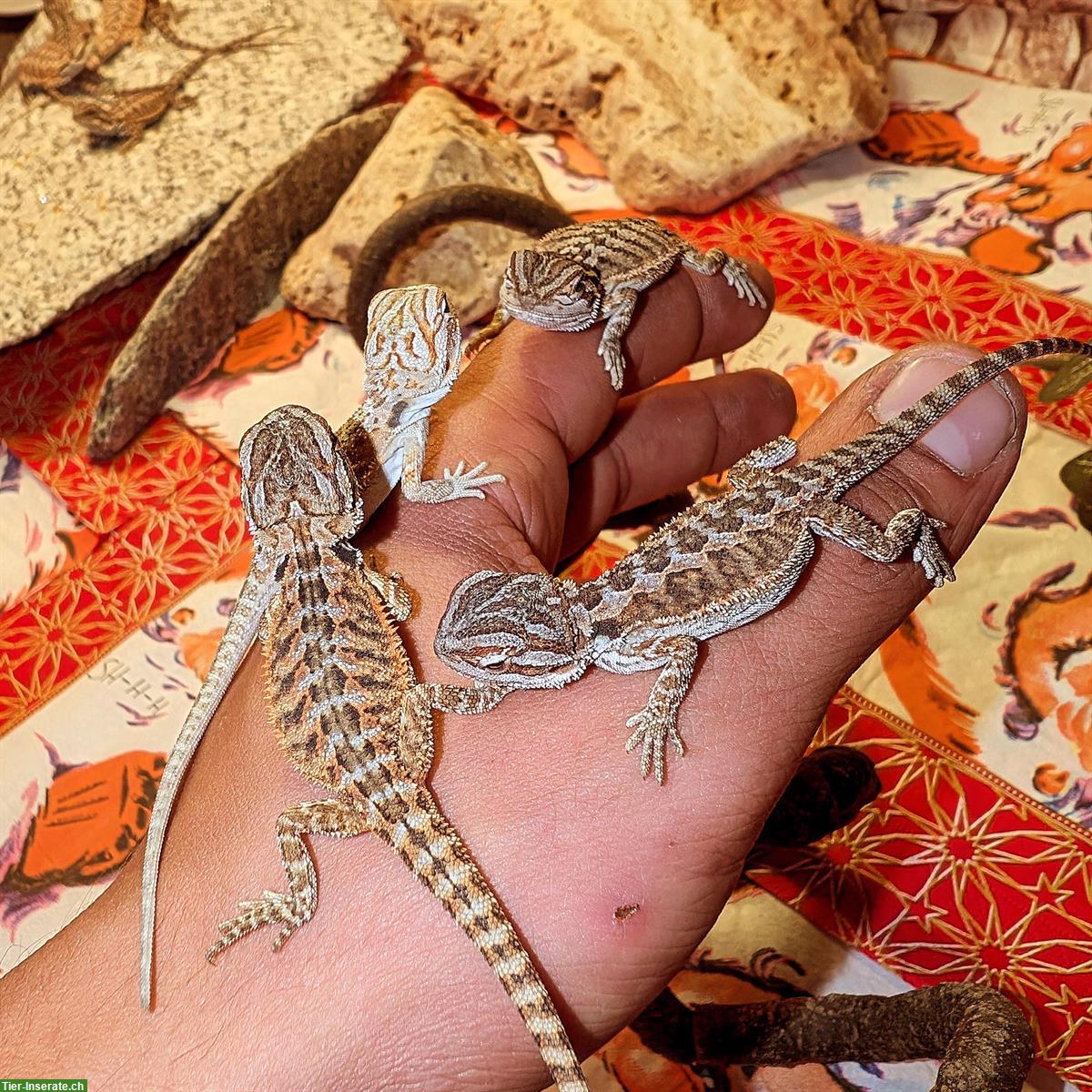 Pogona Vitticeps, Bartagamen Jungtiere August 2024