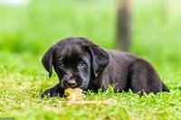 Labrador Welpen vom Bauernhof zu verkaufen