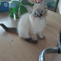 Ragdoll Kitten suchen ein Zuhause