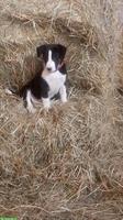 Border Collie Mischlingswelpe, weiblich sucht Lebensplatz