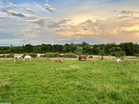 Biete Altersweide / Fohlenweide / Pferdeweide im Burgund, Frankreich