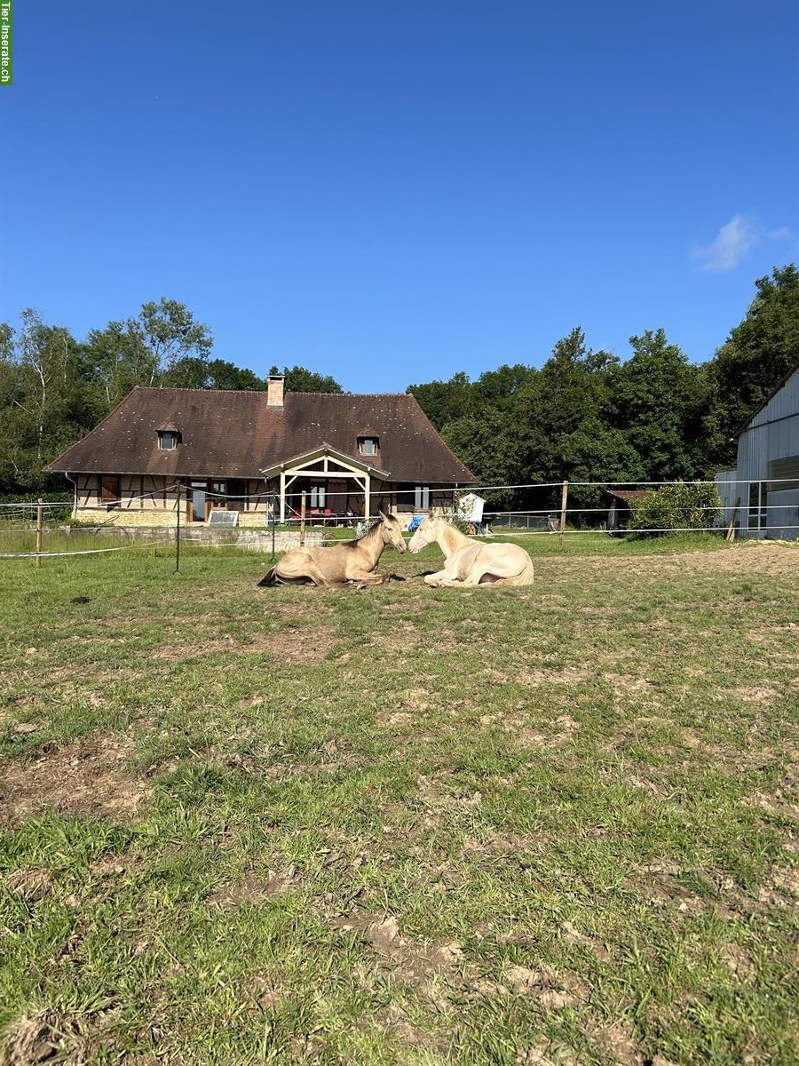 Bild 4: Biete Weide / Pensionsplätze im Burgund, Frankreich